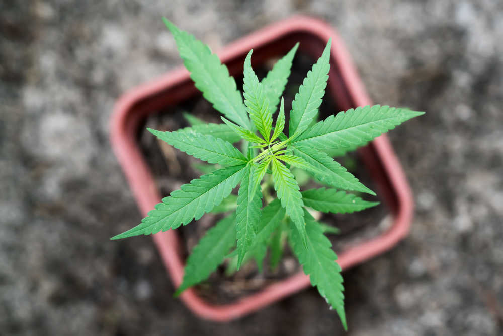 Jersey Grants First CBD Extraction License in British and Irish Isles