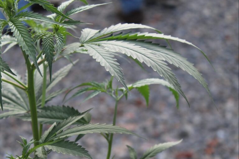 The benefits of hemp expansion - for the UK and the world