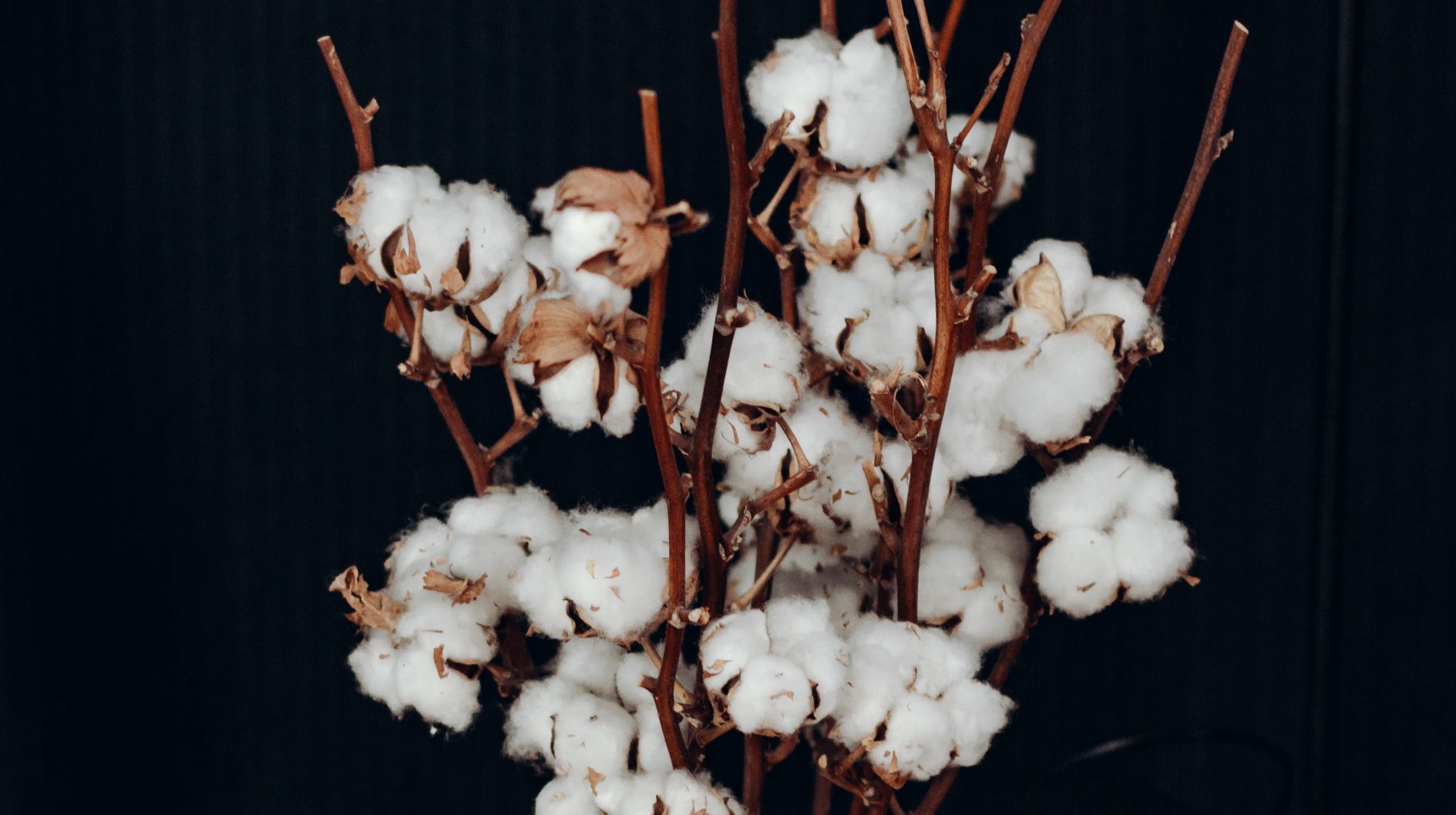 The Uses of Hemp: Hemp Bioplastics