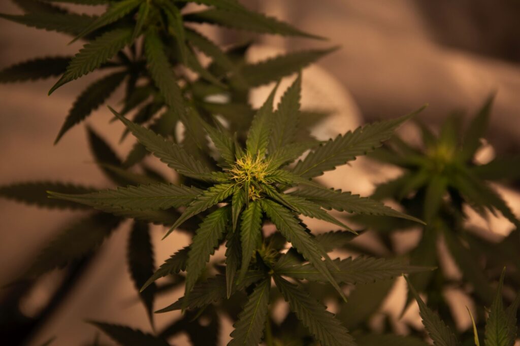 Universities in the USA are beginning to offer classes in the cultivation and processing of Hemp and CBD.