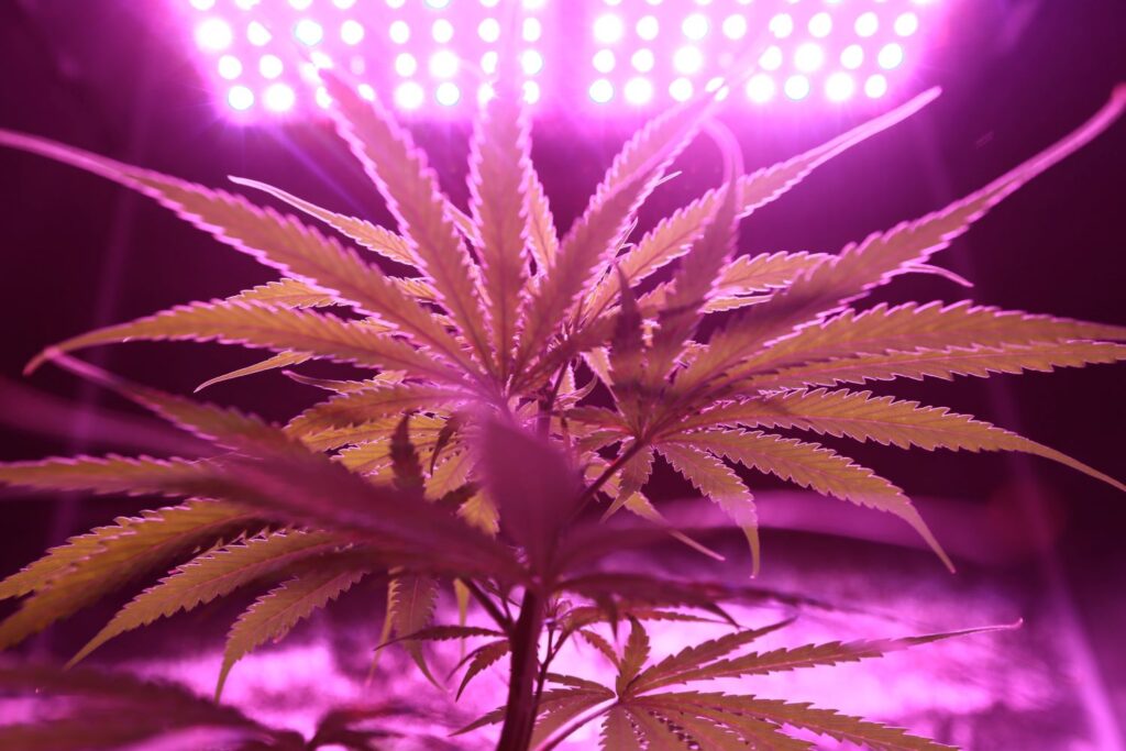 cannabis plant under high-intensity lights