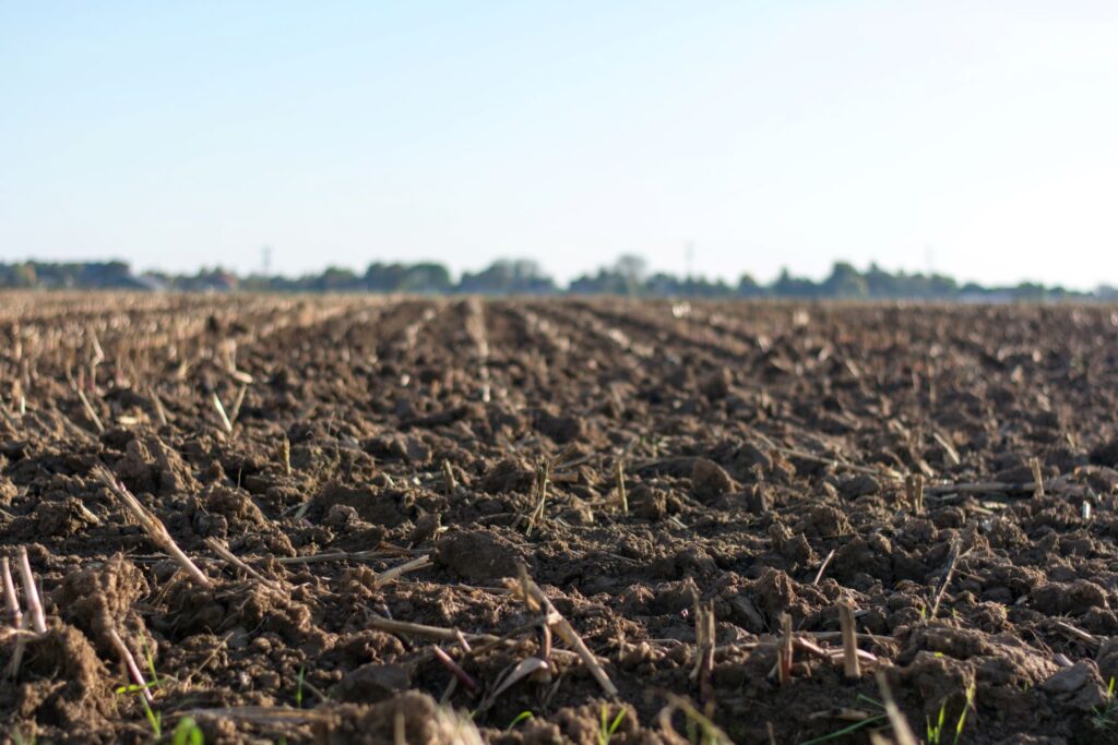 The Environmental Benefits of Hemp: Ecology
