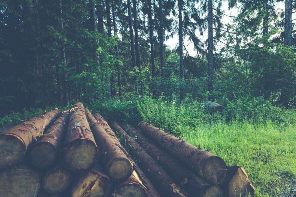 The Environmental Benefits of Hemp: Hemp Wood