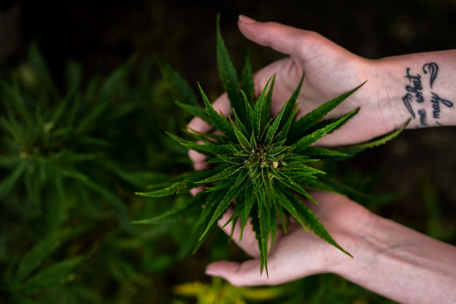 medical cannabis