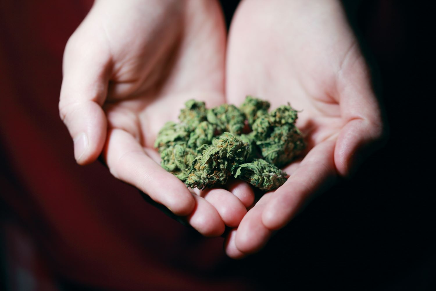 Female Cannabis plants gender