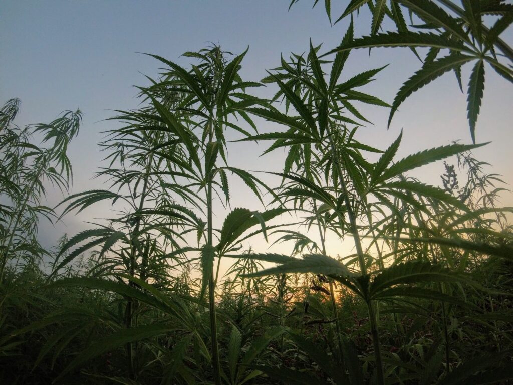 Hemp crops