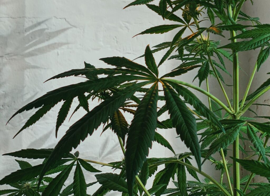 Grow Pharma Announced as Founding Partner of 'Open Cannabis' Campaign