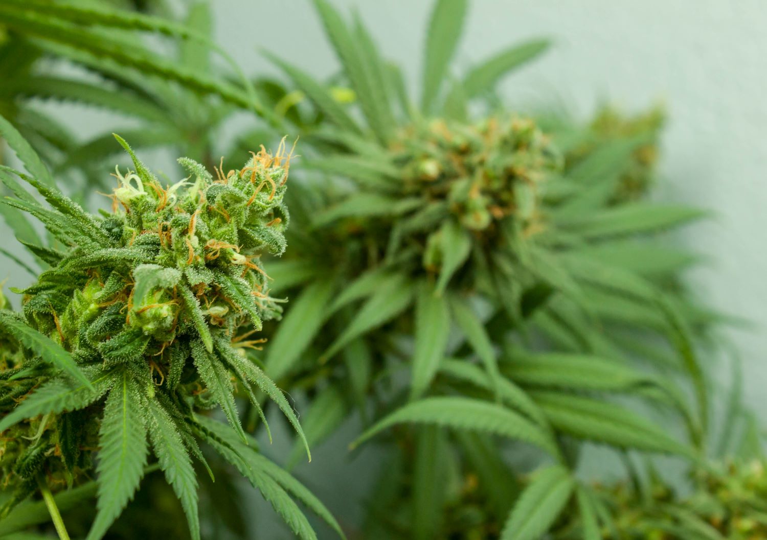 jersey medical cannabis clinic