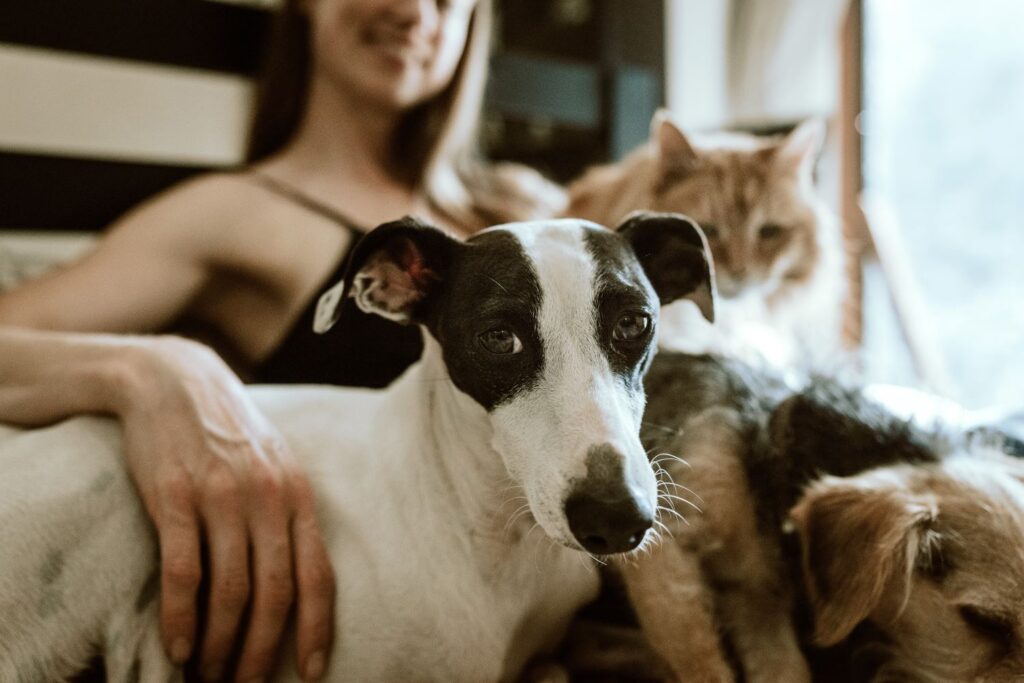 Is Cannabis and CBD Safe for Animals