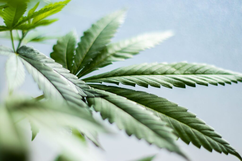 What the Hemp? UK Regulation of Low-THC Cannabis