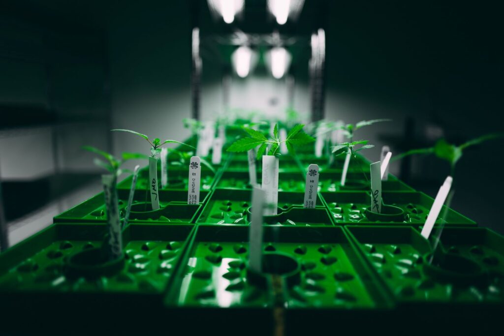 First European Medical Cannabis Tech Accelerator Targets Entrepreneurs to Revolutionise Industry