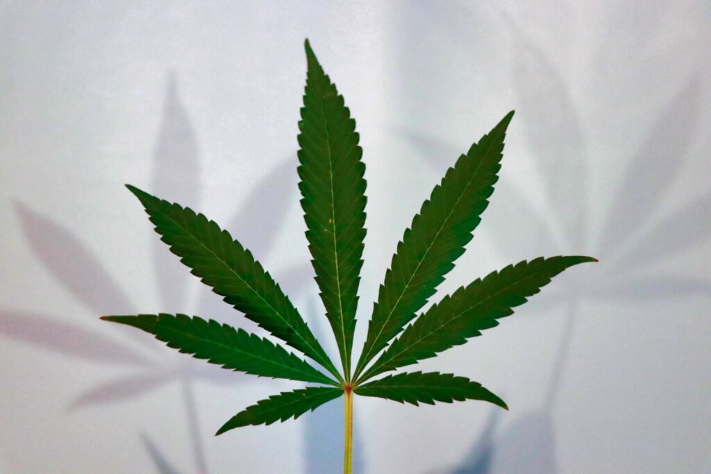 Government Taskforce publish recommendations for development of cannabis sector