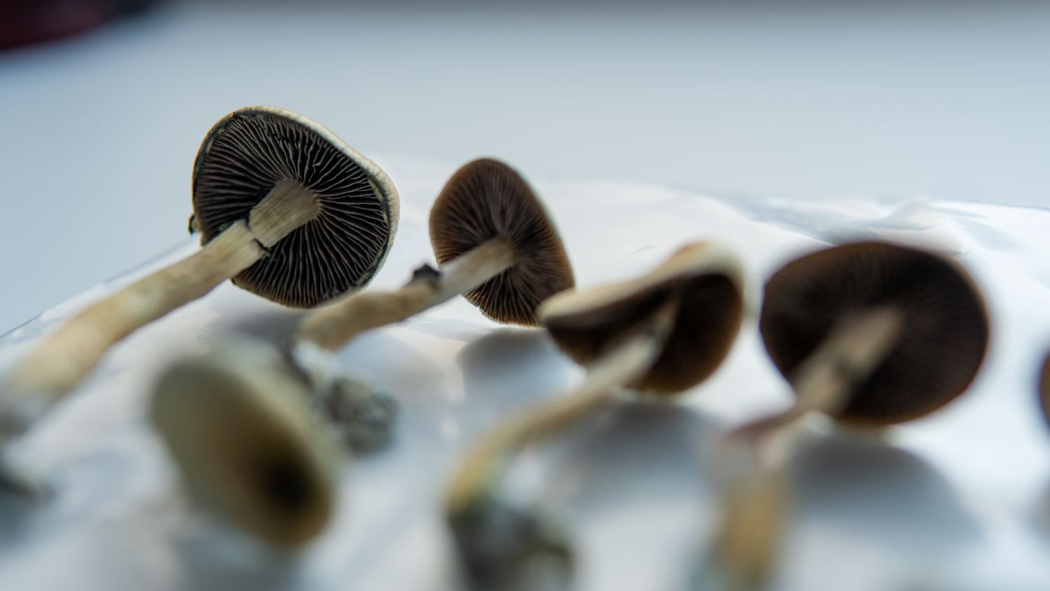 psychedelics psilocybin