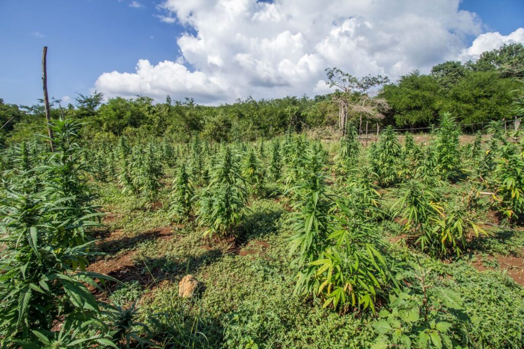 US Department of Agriculture to collect new data on hemp production