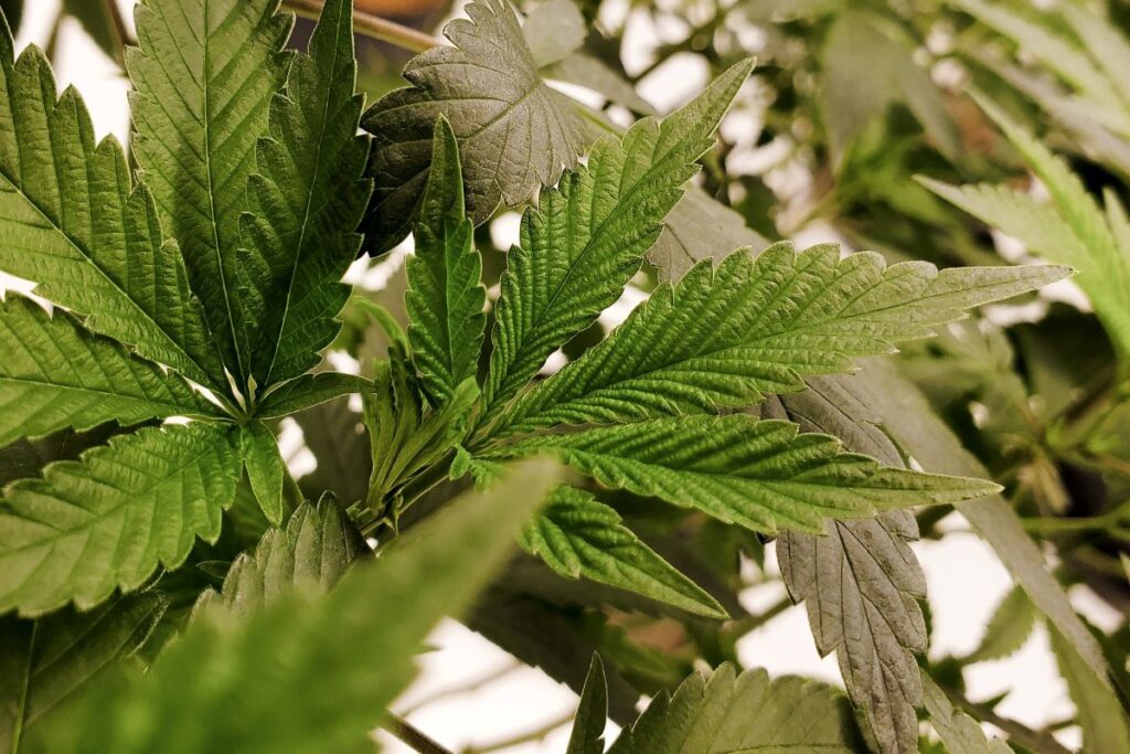 Little girl who can’t receive medical cannabis anymore could leave the UK