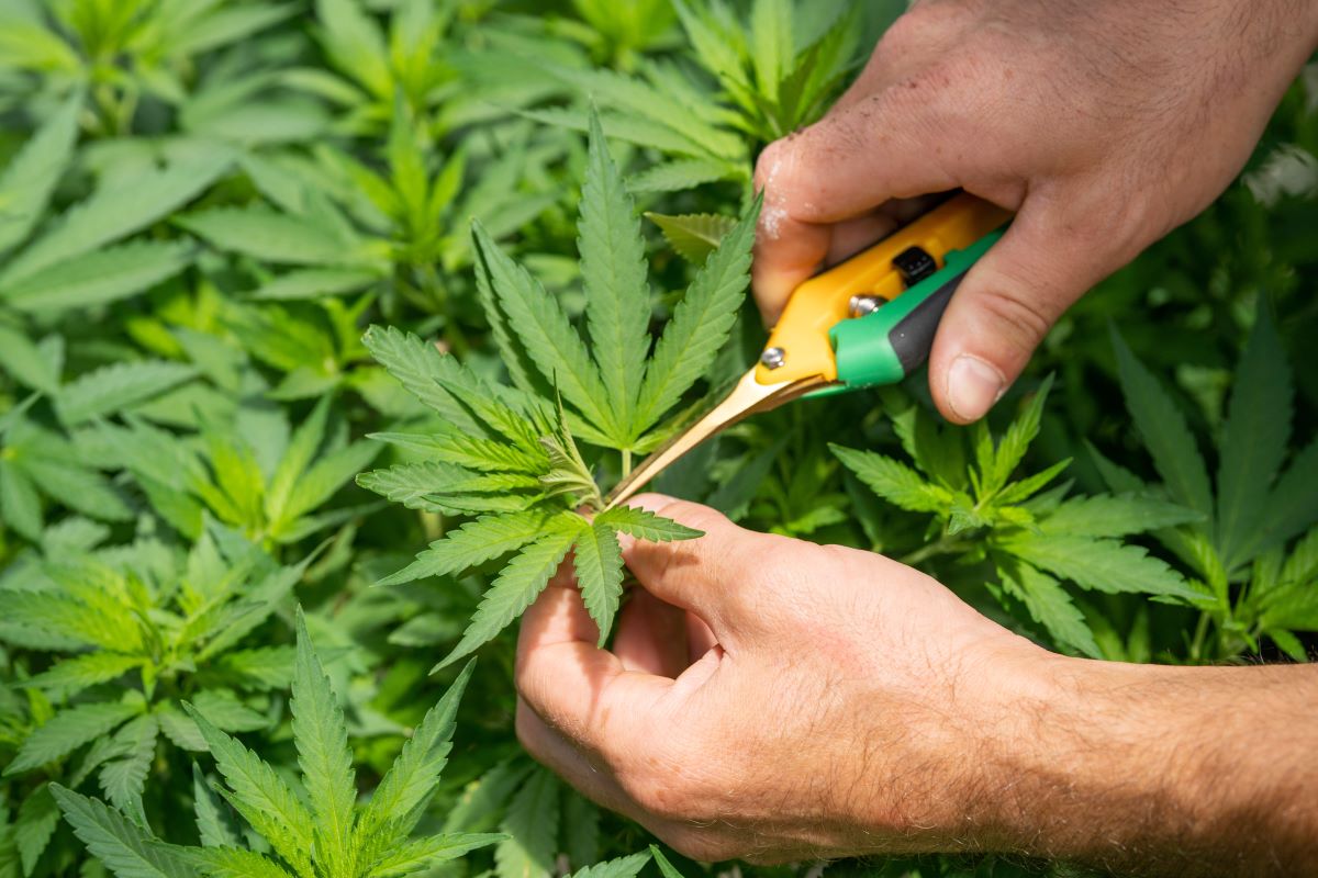 The fight for fair access to medical cannabis goes on... three years after legalisation